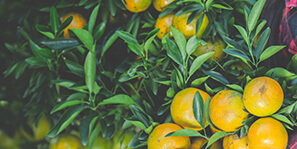La Perla Foods